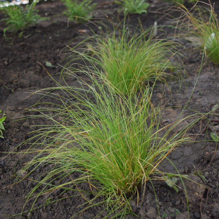 Carex appalachica  - Appalachian Sedge - Shipped