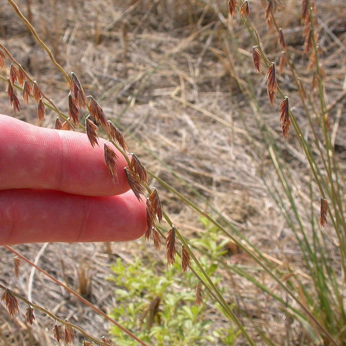 Bouteloua curtipendula  - Sideoats Grama - Shipped