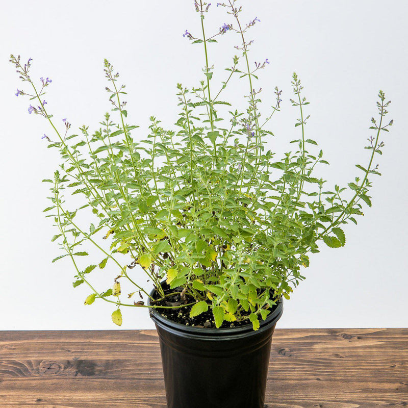 Junior Walker™  Catmint - Shipped