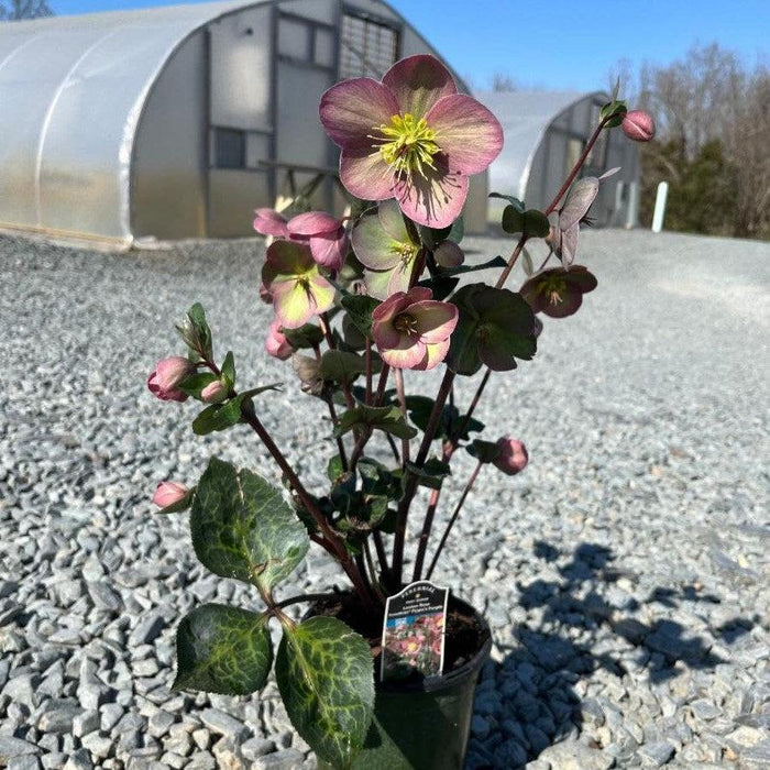 Helleborus x hybridus 'RD09'  - FrostKiss™ Pippa's Purple Lenten Rose - Shipped