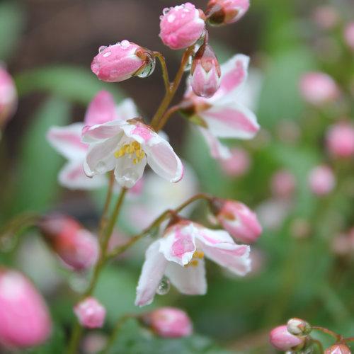 Yuki Cherry Blossom® Deutzia - Shipped