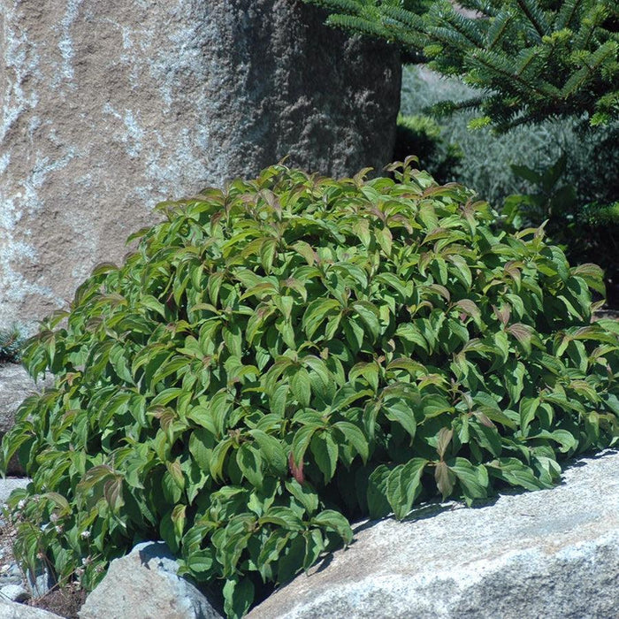 Cornus sericea 'Kelseyi'  - Kelseyi Red Twig Dogwood - Shipped