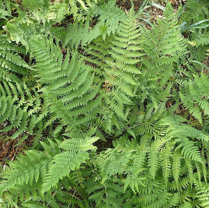 Dryopteris x australis  - Dixie Wood Fern - Shipped