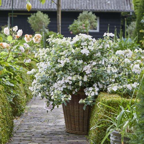 Hydrangea x ‘Fairytrail Bride'  - Fairytrail Bride® Cascade Hydrangea - Shipped