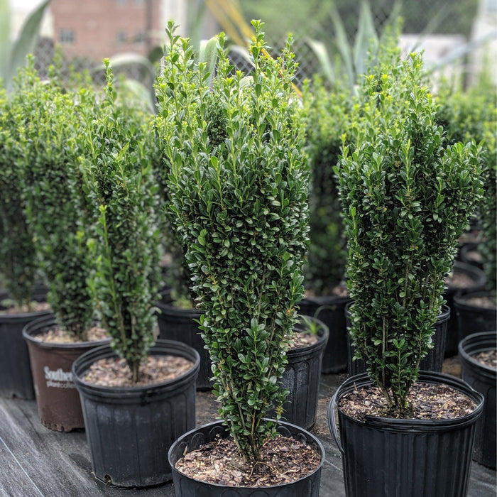 Ilex crenata 'Sky Pencil'  - Sky Pencil Japanese Holly - Shipped