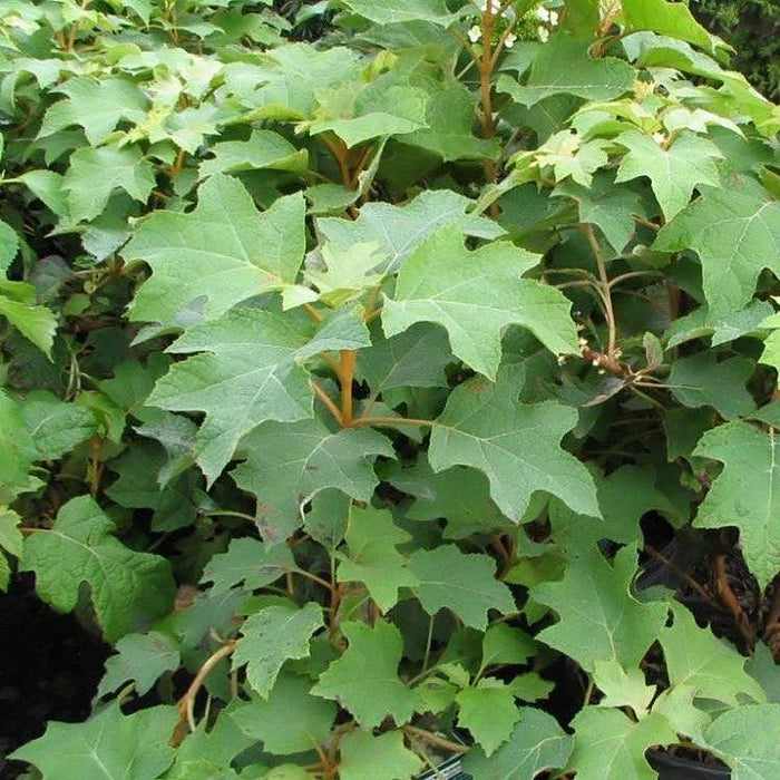Hydrangea quercifolia 'Pee Wee'  - Pee Wee Oakleaf Hydrangea - Shipped