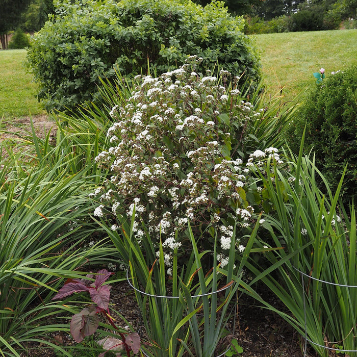 Eutrochium rugosum 'Chocolate'  - Chocolate Snakeroot - Shipped