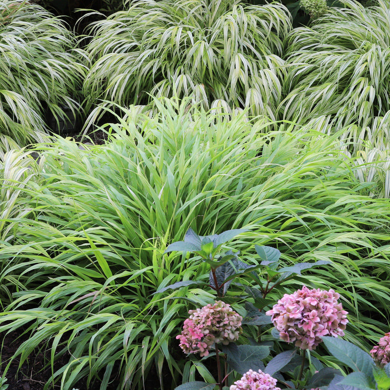 Japanese Forest Grass, Hakone Grass - Shipped