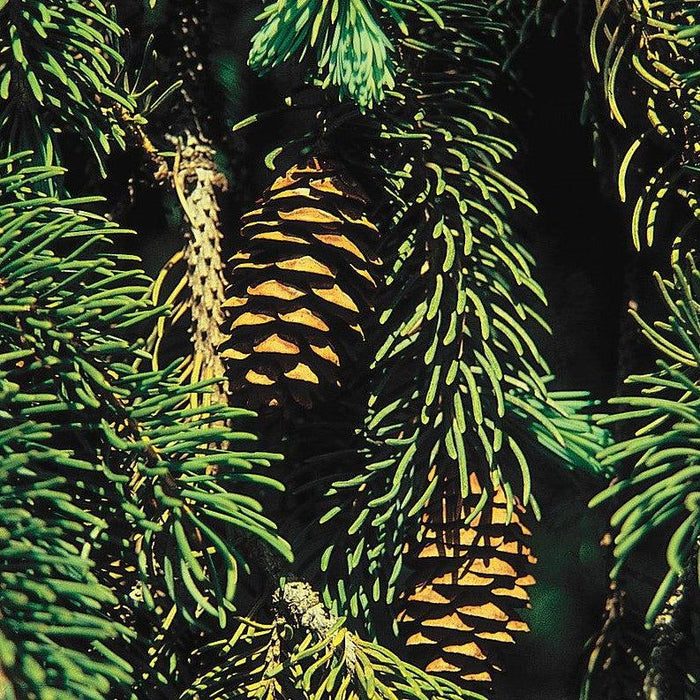 Picea glauca var. densata  - Black Hills Spruce - Shipped