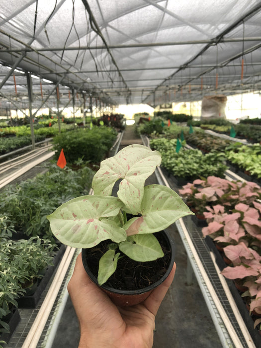 Syngonium 'Milk Confetti'