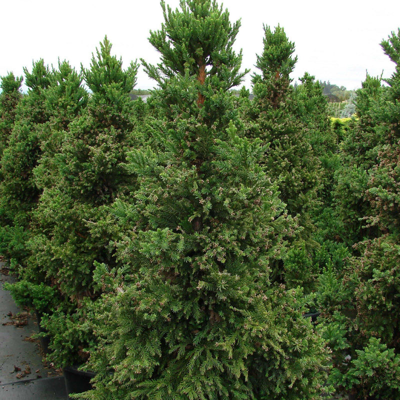 Black Dragon Japanese Cedar - Shipped