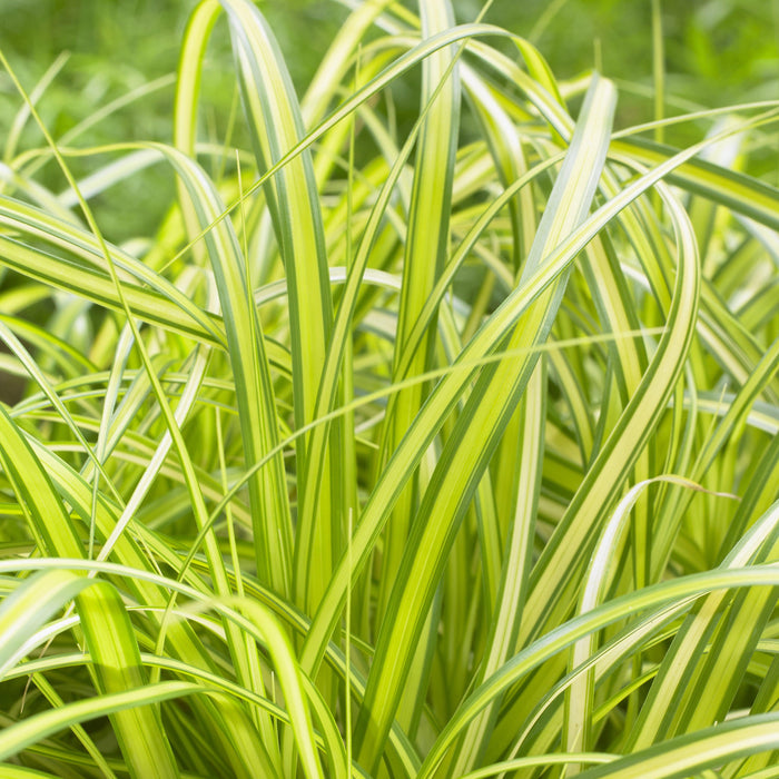 Carex oshimensis 'Eversheen' PP25938  - Evercolor® Eversheen Variegated Sedge - Shipped