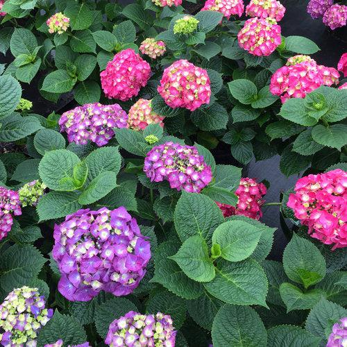 Let's Dance® Big Band® Hydrangea - Shipped