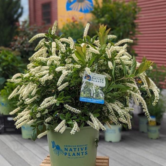 Itea virginica 'SMIHGRS'  - Fountains of Rouge™ Sweetspire - Shipped