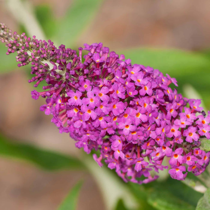 Buddleia 'Miss Ruby' PP19,950  - Miss Ruby Butterfly Bush - Shipped