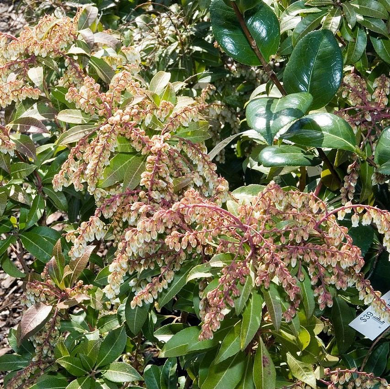 Mountain Fire Pieris - Shipped