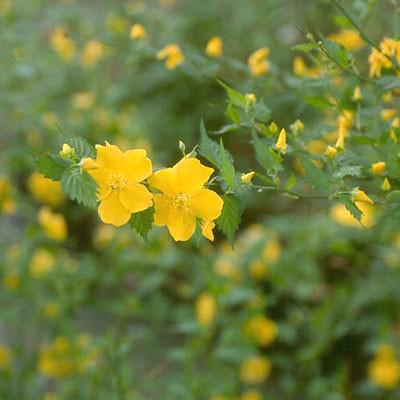 Golden Guinea Japanese Kerria - Shipped