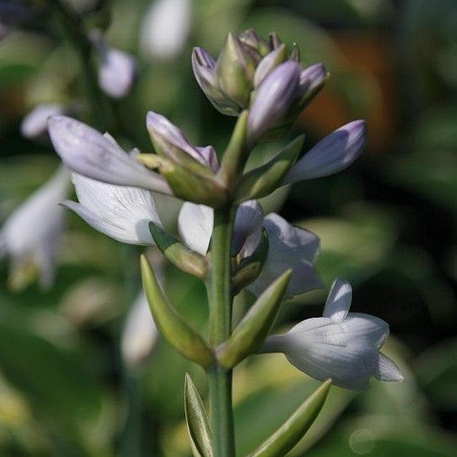 First Frost Hosta - Shipped