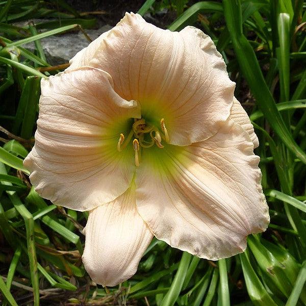 Hemerocallis 'Barbara Mitchell'  - Barbara Mitchell Daylily - Shipped