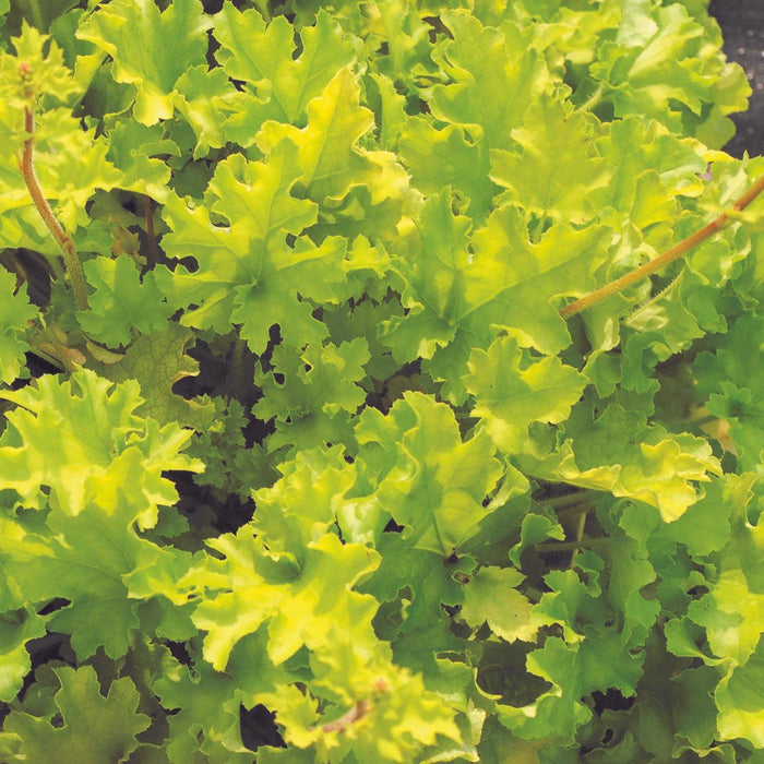Heuchera ‘Lime Marmalade’  - Lime Marmalade Heuchera - Shipped