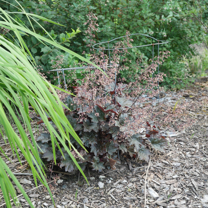 Heuchera 'Blackout'  - Blackout Coral Bells - Shipped
