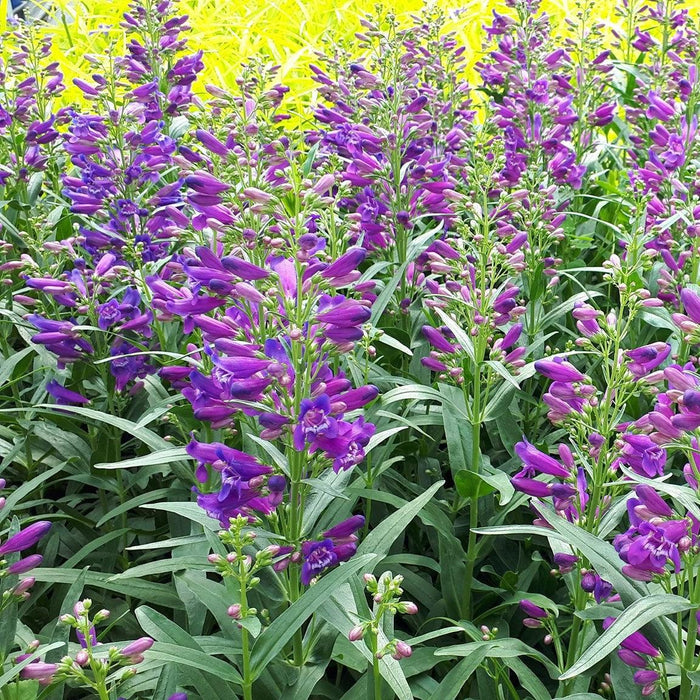 Penstemon 'Pristine Lilac Purple'  - Pristine Lilac Purple Beardtongue - Shipped