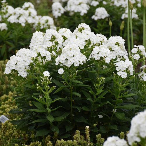 Luminary® Backlight Phlox - Shipped