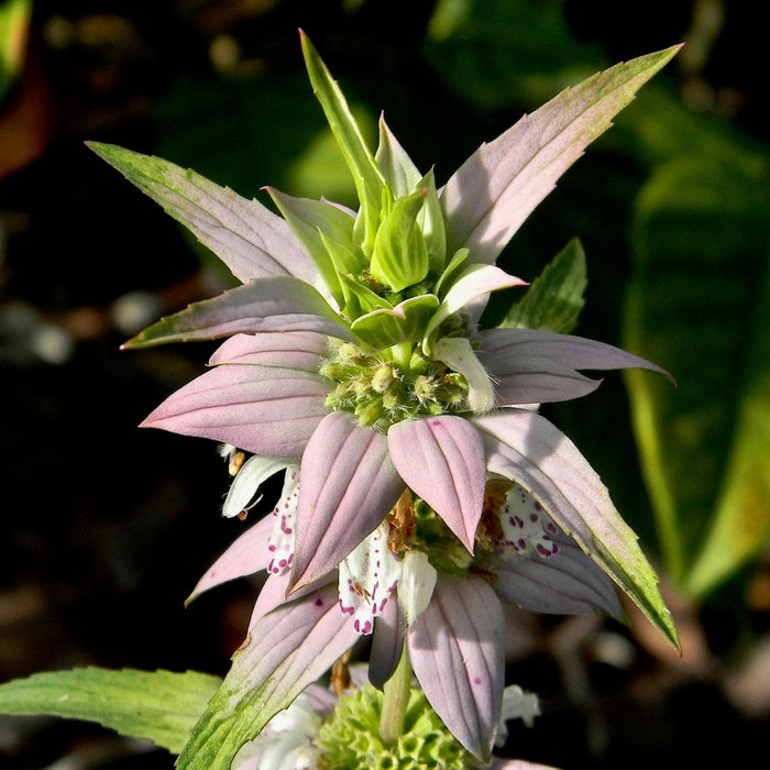 Monarda punctata  - Spotted Beebalm - Shipped