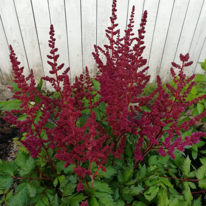 Astilbe chinensis 'Vision in Red'  - Vision in Red Chinese Astilbe - Shipped
