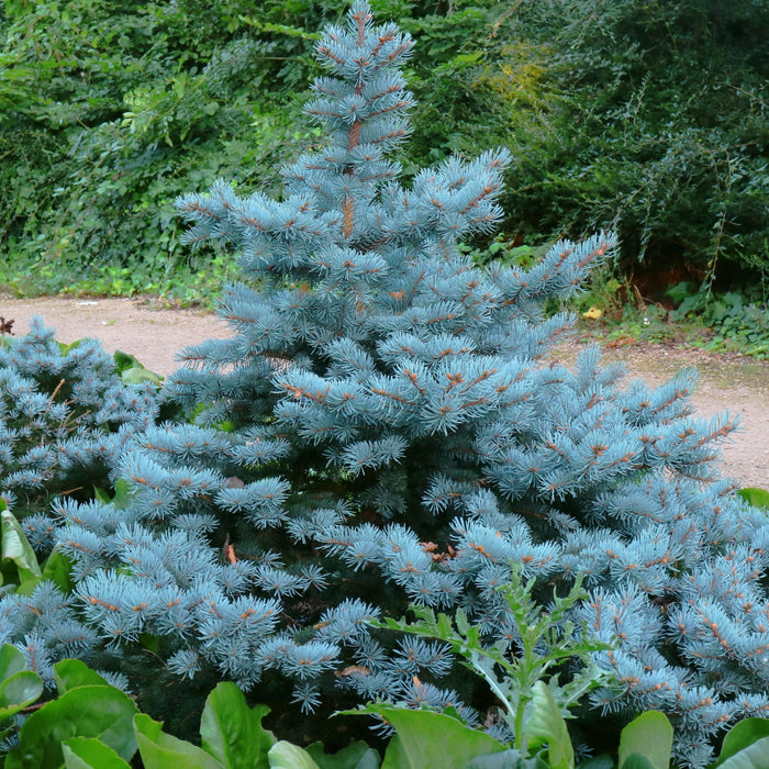 Picea pungens 'Baby Blue'  - Baby Blue Spruce - Shipped