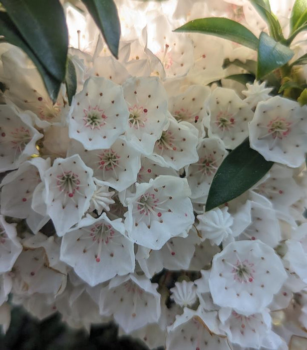 MOUTAIN LAUREL (KALMIA LATIFOLIA) `ELF` - In Store Pickup