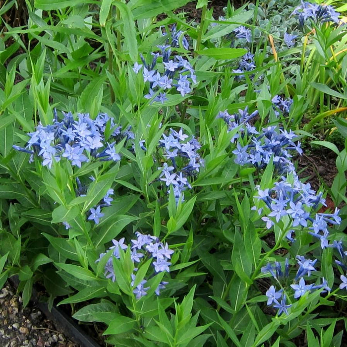 Amsonia 'Blue Ice'  - Blue Ice Blue Star - Shipped