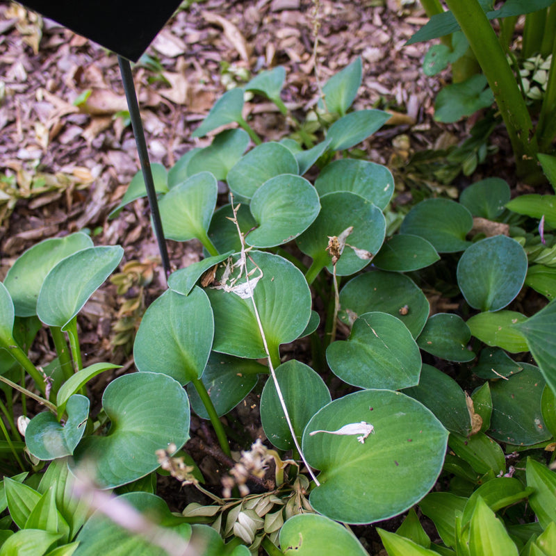 Blue Mouse Ears Hosta - Shipped
