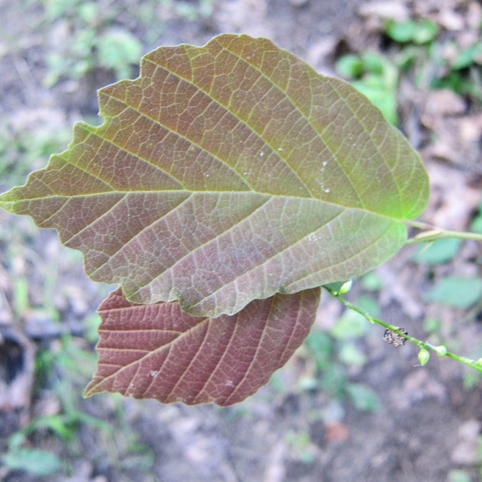 Hamamelis virginiana 'Harvest Moon'  - Harvest Moon Witch Hazel - Shipped