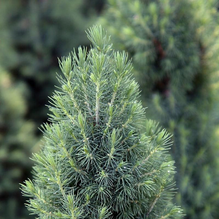 Picea glauca 'Conica'  - Dwarf Alberta Spruce - Shipped