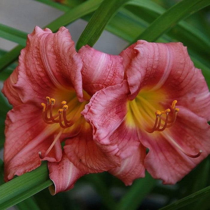 Hemerocallis 'Rosy Returns'  - Rosy Returns Daylily - Shipped