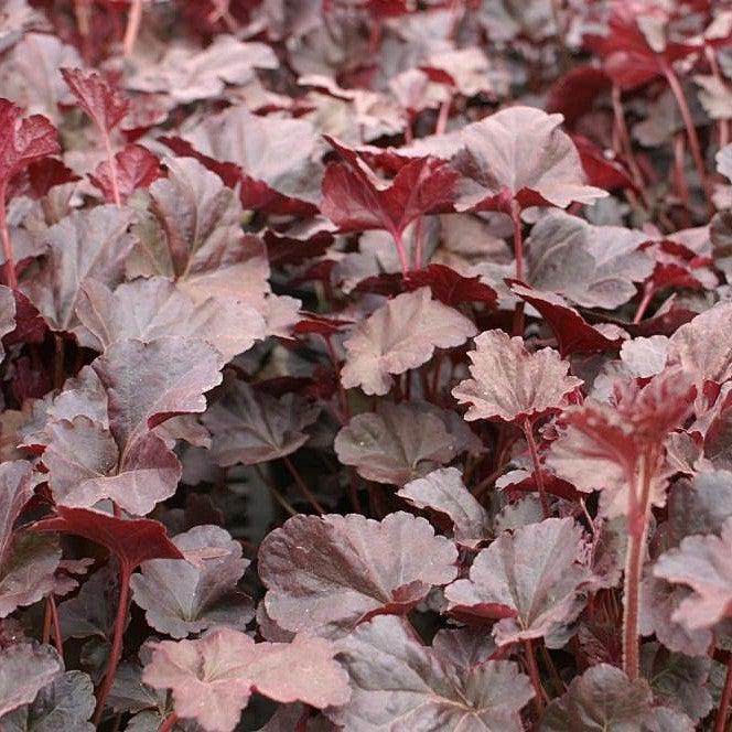 Plum Pudding Coral Bells, Heuchera - Shipped