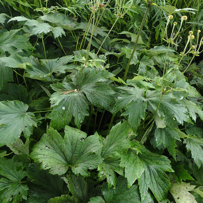 Anemone tomentosa 'Robustissima'  - Robustissima Grape Leaf Anemone - Shipped