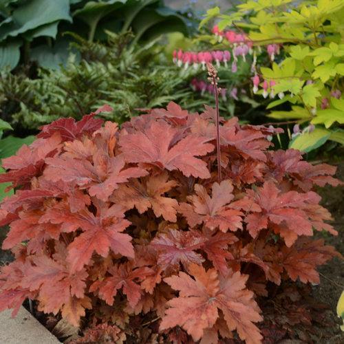 Heuchera 'Hopscotch'  - PW® Fun and Games® Hopscotch Coral Bells - Shipped