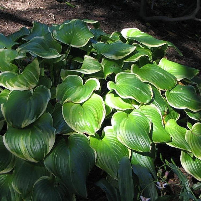 Hosta 'Fragrant Bouquet'  - Fragrant Bouquet Hosta - Shipped