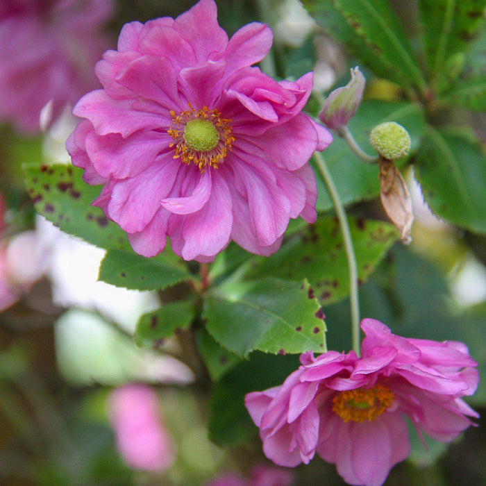 Anemone hupehensis 'Pocahontas'  - Fantasy™ Pocahontas Anemone - Shipped