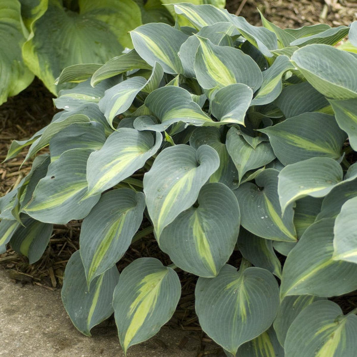 Hosta 'Touch of Class'  - Touch of Class Hosta - Shipped