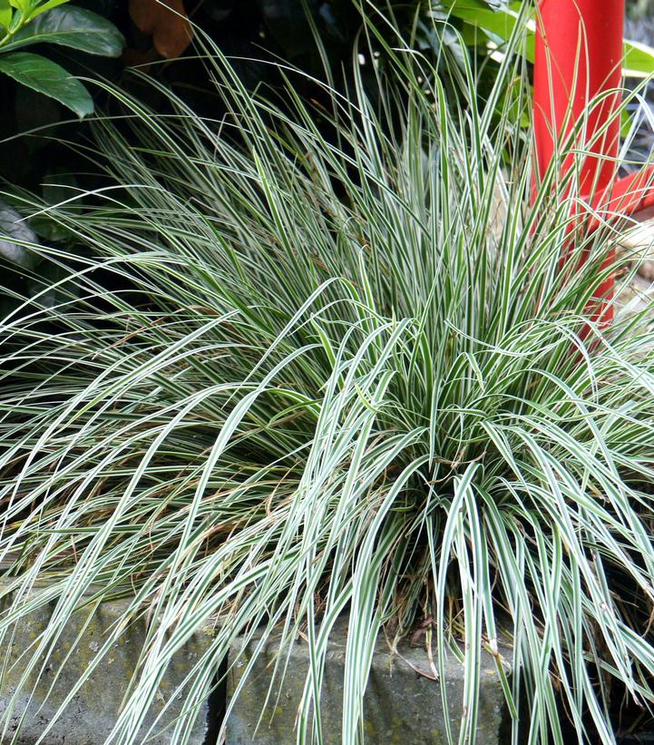 JAPANESE SEDGE GRASS (Carex oshimensis) 'EVEREST' - In Store Pickup