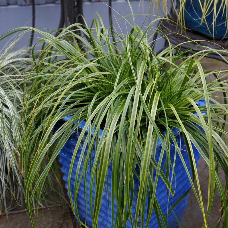 JAPANESE SEDGE GRASS (Carex oshimensis) 'EVERLIME' - In Store Pickup