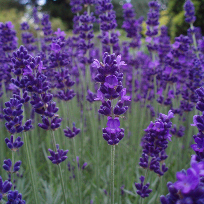 Lavandula angustifolia 'Armtipp01'  - Big Time Blue English Lavender - Shipped