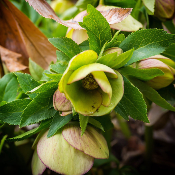Helleborus x ericsmithii 'COSEH 730'  - HGC® Champion Lenten Rose - Shipped