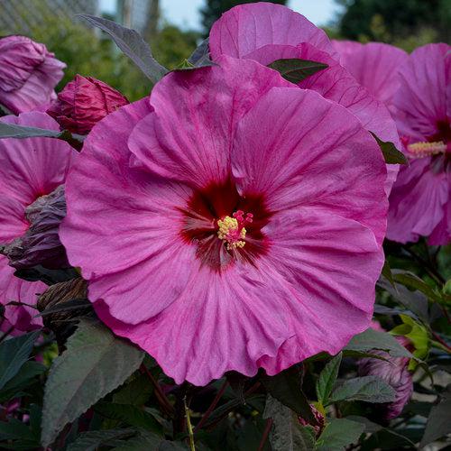 Hibiscus 'Berry Awesome' PP27936  - Summerific® Berry Awesome Hibiscus - Shipped