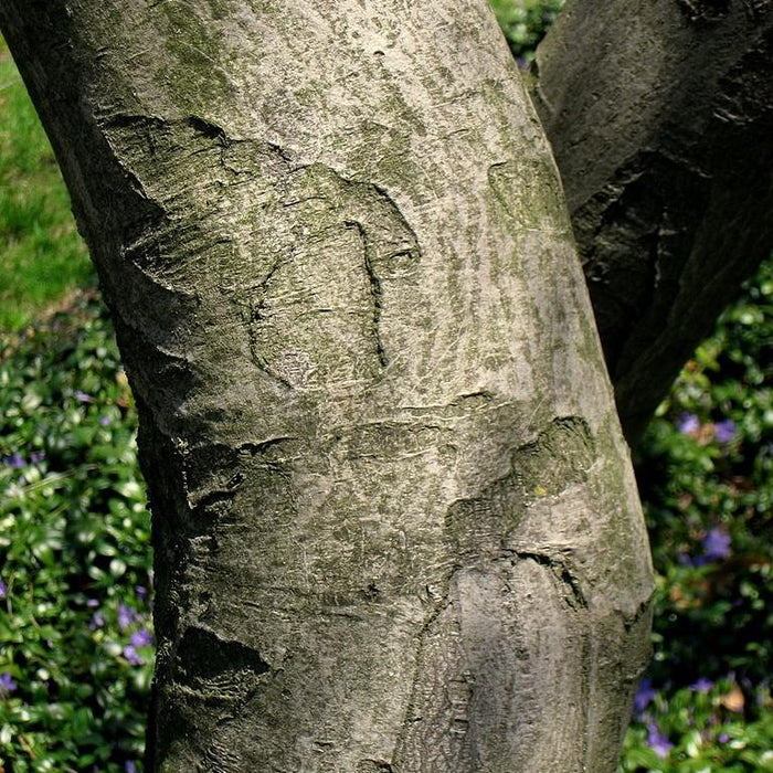 Amelanchier canadensis  - Shadblow Serviceberry - Shipped