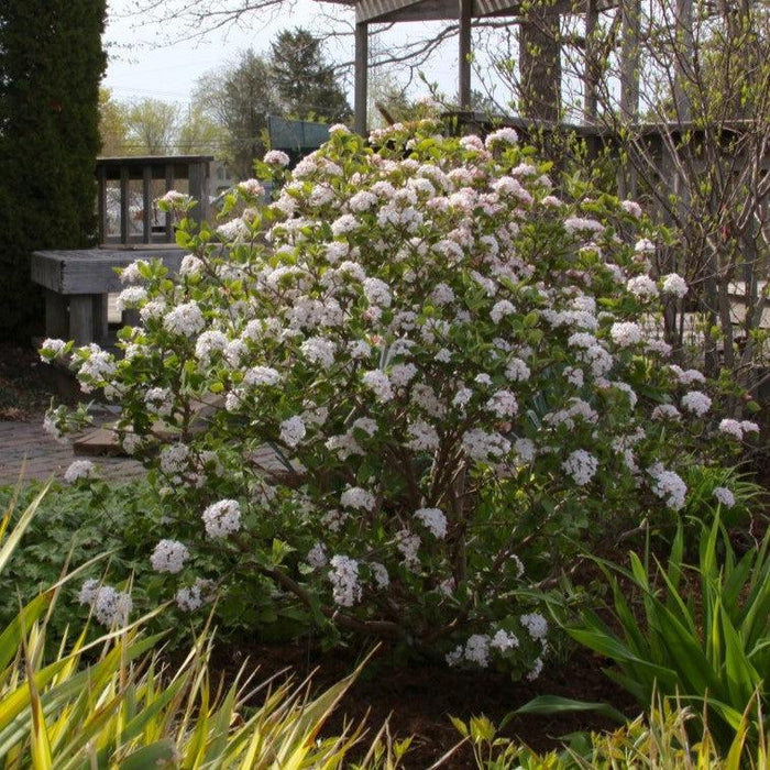 Viburnum carlesii ‘Select S’  - Sugar N' Spice™ Korean Spice Viburnum - Shipped