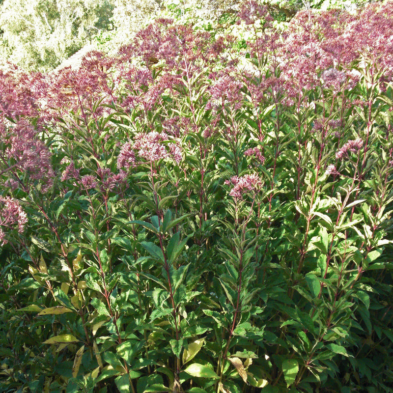 Gateway Joe Pye Weed - Shipped